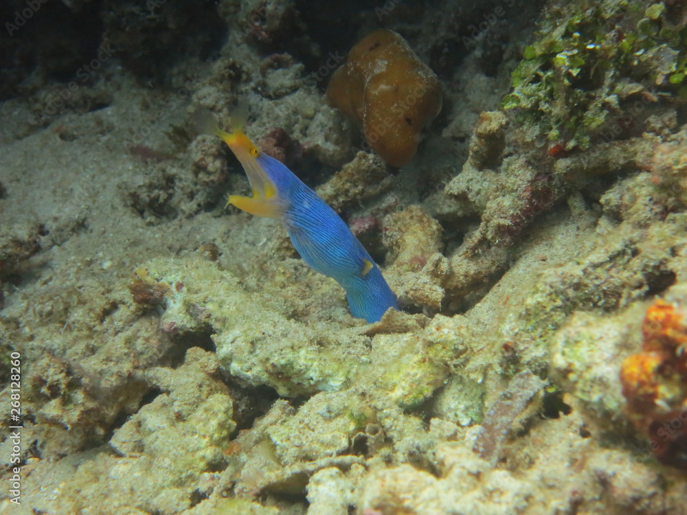 Fototapeta premium Arrecife de coral