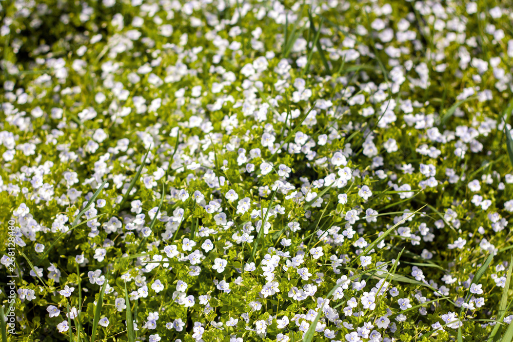 Wild flowers pattern in green field at spring or summer Wild flowers pattern in green field at spring or summer