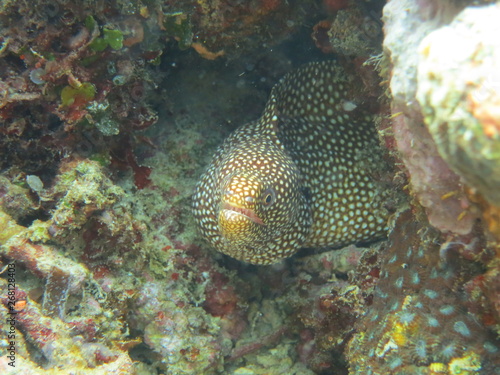 Arrecife de coral © xavier