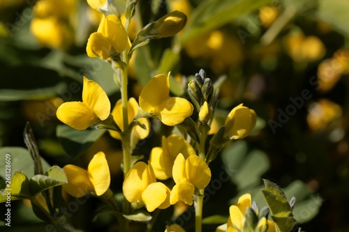 Flowers of a false lupin, Thermopsis montana. photo