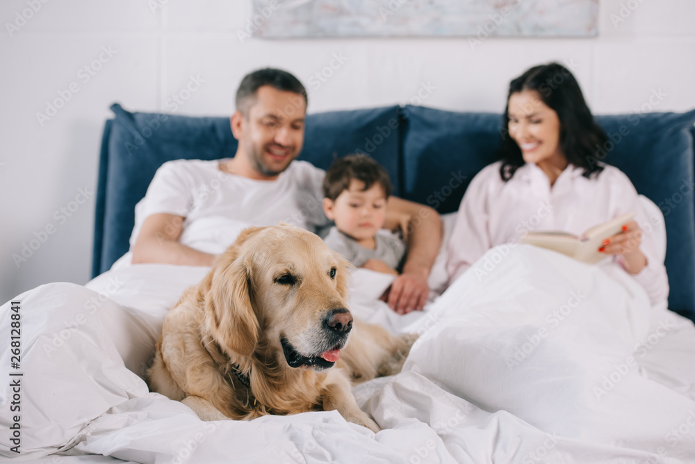 selective focus of cute golden retriever lying on bed near happy parents and toddler son