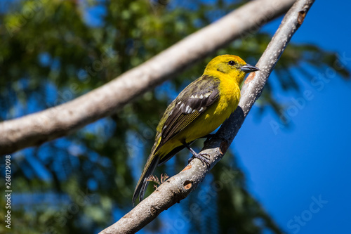 Flame-colored Tanager, Panama photo