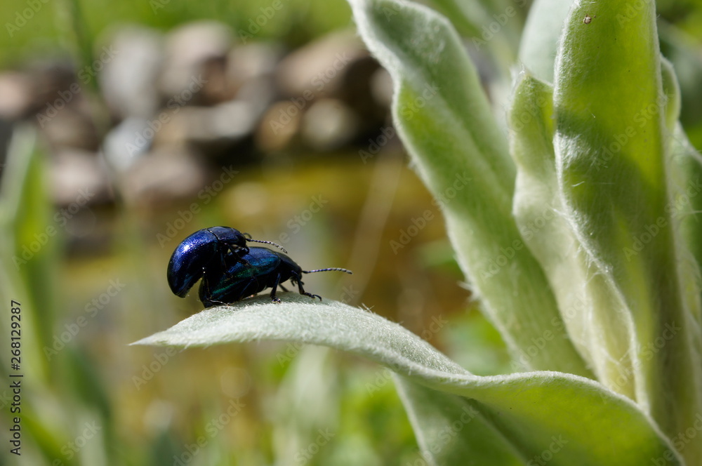 Minzenblattkäfer (Chrysolina herbacea) Minzenblattkäfer (Chrysolina herbacea)