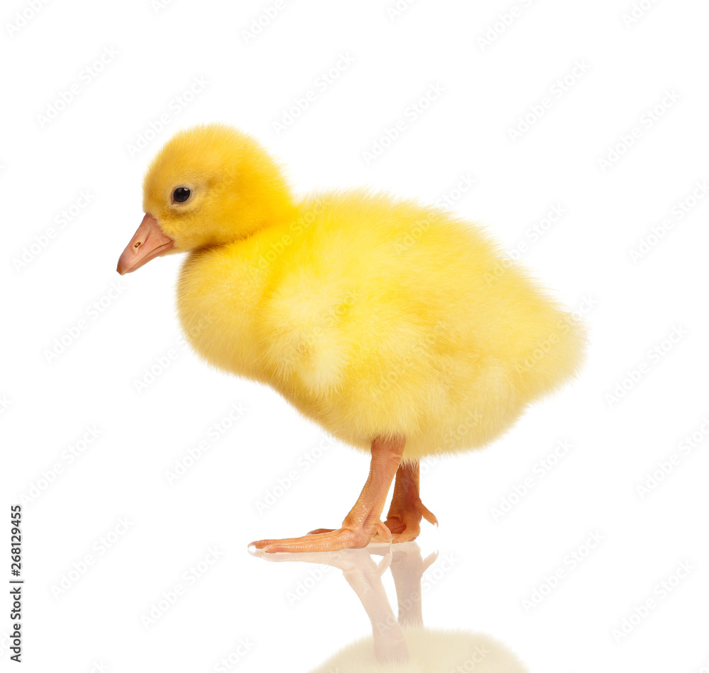 Cute domestic gosling isolated on white background