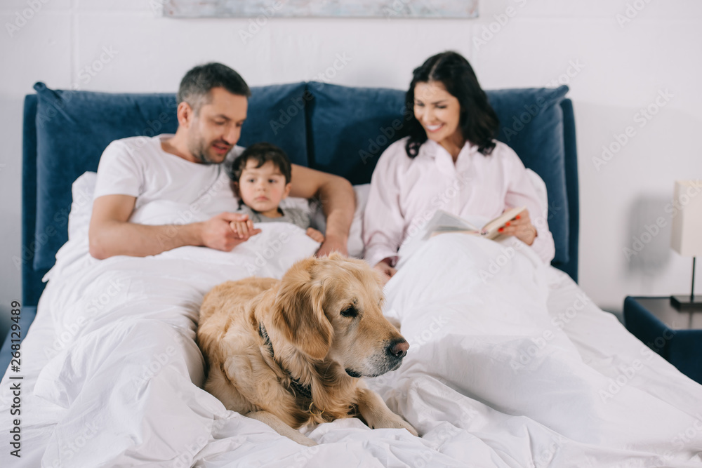 selective focus of dog lying on bed near happy parents and toddler son selective focus of dog lying on bed near happy parents and toddler son