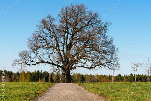dirt track to a lonely old oak tree with no leaves in the field
