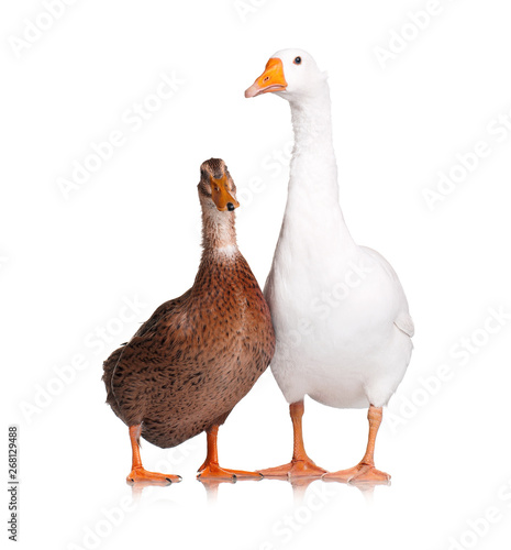 White domestic goose and duck isolated on white background