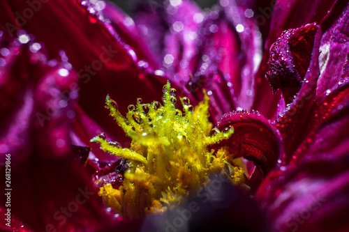 Water drops on flowers close up. Macro photo