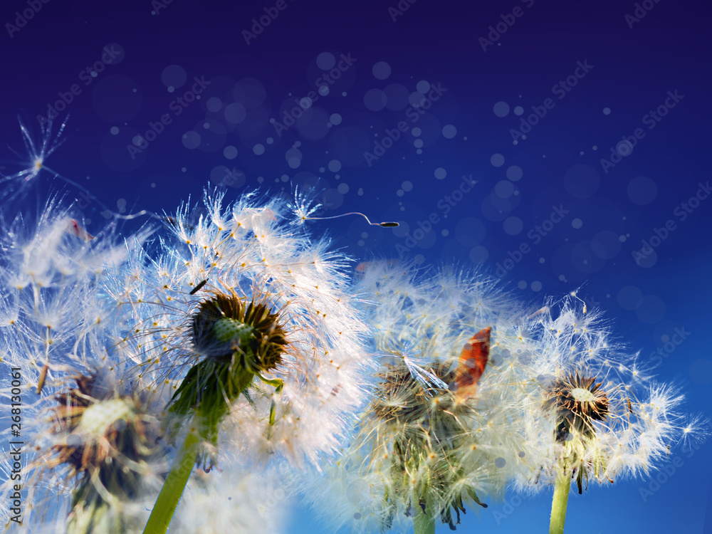 Fototapeta dandelions on background of blue sky