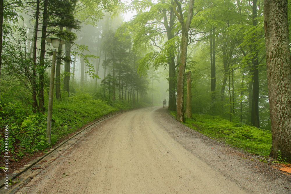 Fototapeta premium Shot of a walking/hiking trail in a misty pine forest with a lush green carpet of moss in Swiss Alps, taken on a morning by hikers. National park trail in country side in Europe, America.