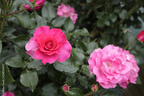 智光山公園のバラ © toshi007
