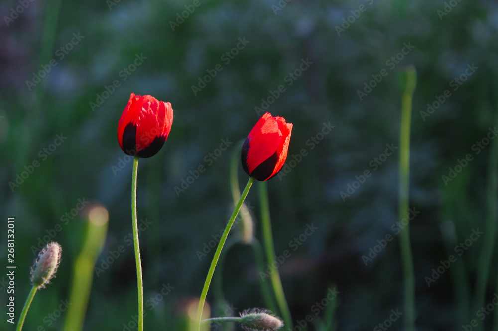 Obraz premium red poppies on a background of green grass