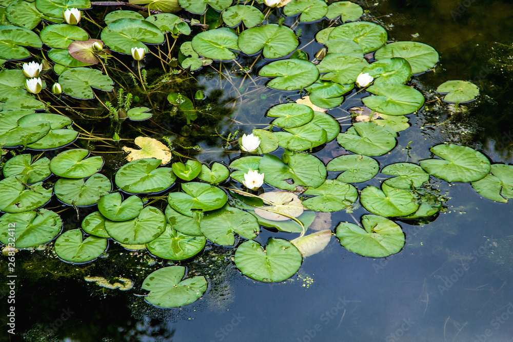 green leaves water lilies with flowers on the water green leaves water lilies with flowers on the water