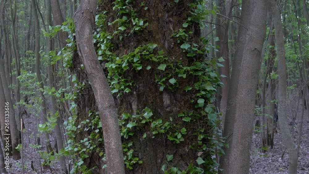 footpath in a deep forest. green thickets footpath in a deep forest. green thickets