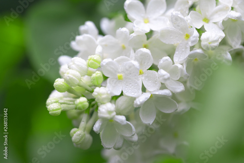 Fresh blossomed white lilac with green leaves.