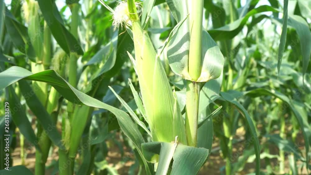 Close up on corn plant. Close up on corn plant.