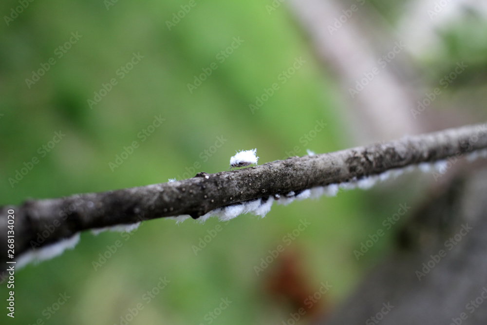 Mealybug. Mealybug on a branch. Sap-sucking scale insect that is coated with a white are serious pest on a plant, flower, in greenhouse or outdoor. Mealybug spread. A huge mealybug population. Mealybug. Mealybug on a branch. Sap-sucking scale insect that is coated with a white are serious pest on a plant, flower, in greenhouse or outdoor. Mealybug spread. A huge mealybug population.