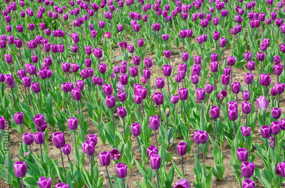 Field of beautiful blooming purple tulips