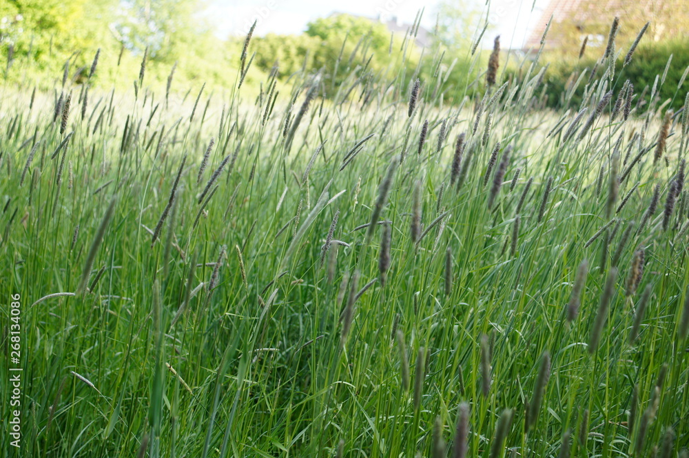 grass, field, green, nature, agriculture, plant, summer, spring, wheat, meadow, farm, landscape, sky, growth, rice, crop, grass, field, green, nature, agriculture, plant, summer, spring, wheat, meadow, farm, landscape, sky, growth, rice, crop,