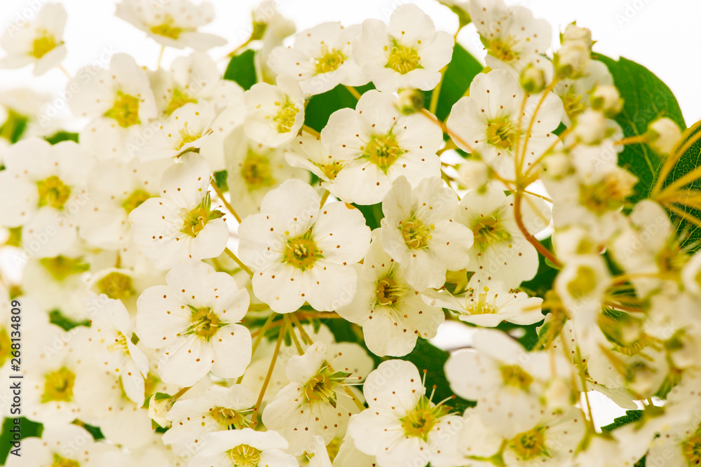 spiraea bush with white flowers isolated on a white background