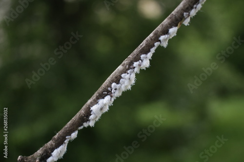 Mealybug. Mealybug on a branch. Sap-sucking scale insect that is coated with a white are serious pest on a plant, flower, in greenhouse or outdoor. Mealybug spread. A huge mealybug population.
