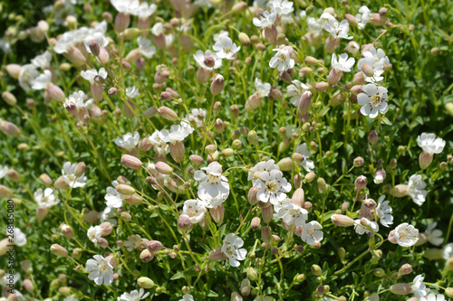 Sea campion