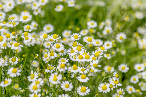 Beautiful floral background of wild flowers of chamomile medicinal on a green meadow with a beautiful light effect. Chamomile flower - chamomile. Selective not deep focus © Aleksandr Lesik