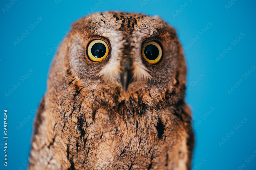 Obraz premium Eurasian scops owl
