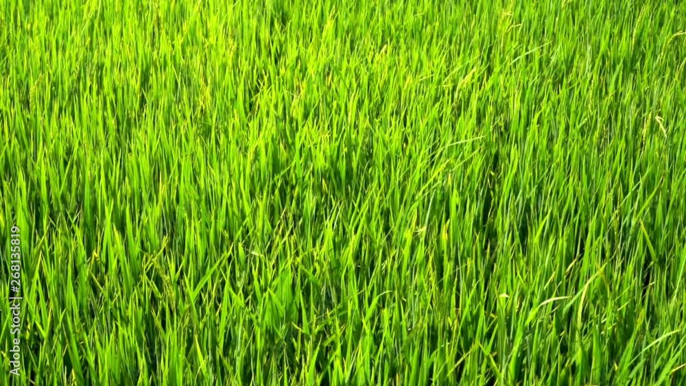 Green paddy field Green paddy field