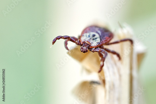 Tick sitting on the top of a dry grass © Georgy Dzyura