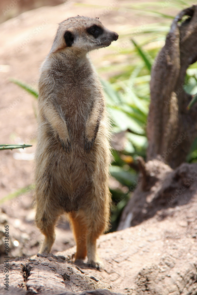 Fototapeta premium meerkat