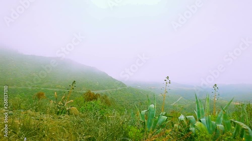 green living jungle on the rocks of a volcano, ariel panorama view