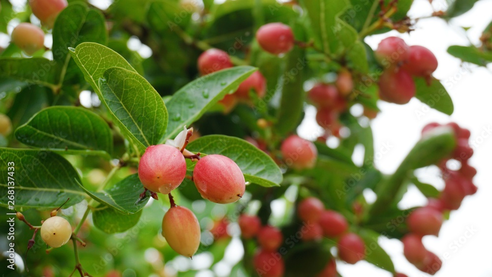 Bengal Currants on tree Bengal Currants on tree