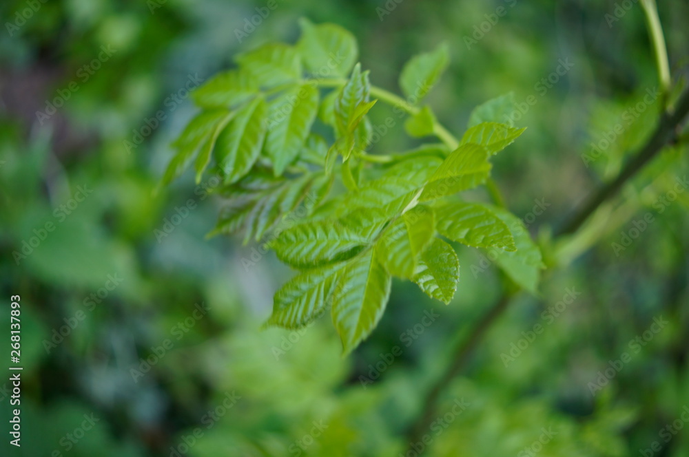 plant, leaf, green, nature, leaves, tree, fresh, summer, spring, garden, foliage, herb, closeup, growth, forest, natural, branch, macro, close-up, plant, leaf, green, nature, leaves, tree, fresh, summer, spring, garden, foliage, herb, closeup, growth, forest, natural, branch, macro, close-up,
