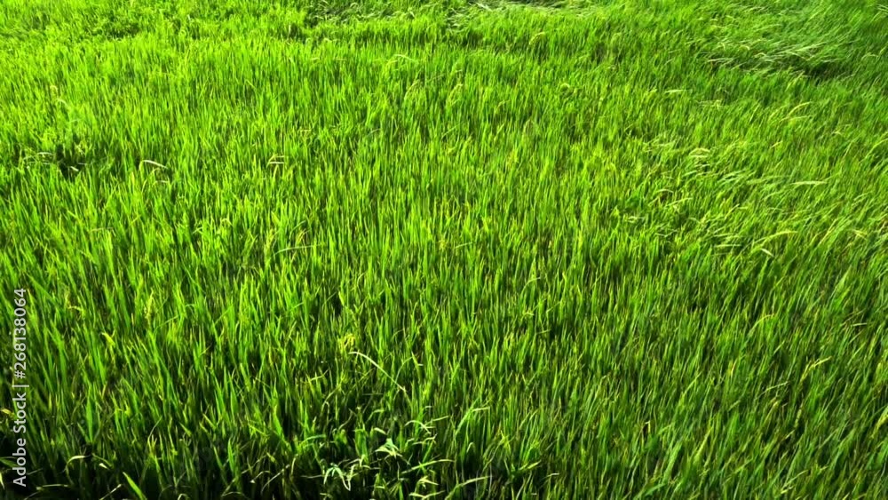 Green paddy field Green paddy field