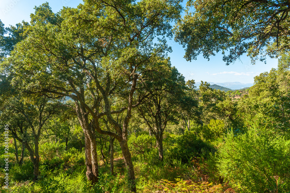 Forest with cork oaks near Frejus