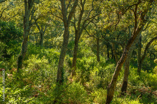 Forest with cork oaks near Frejus