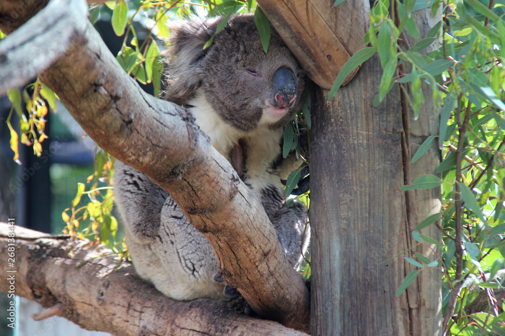Fototapeta premium koala