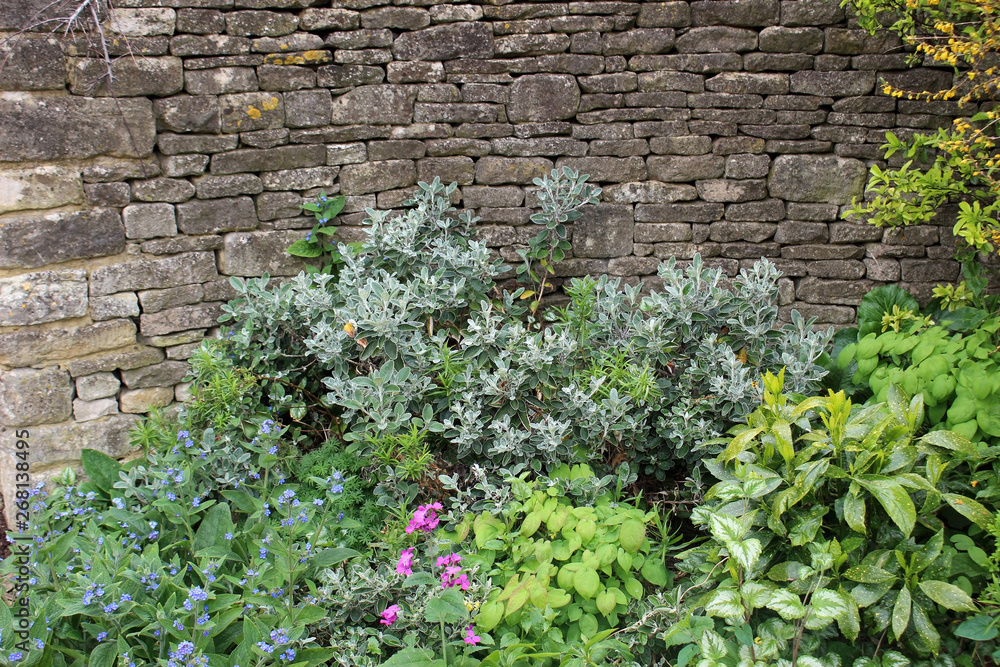 Plants and flowers in a garden border against a backdrop of a dry stone wall.