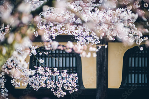-Sakura- Cherry Blossoms in Kyoto	 photo