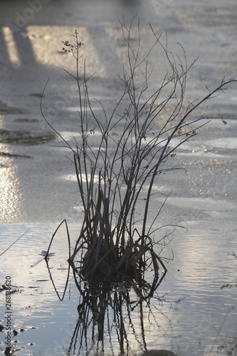 reeds on Gilletts  lake, Michigan USA photo