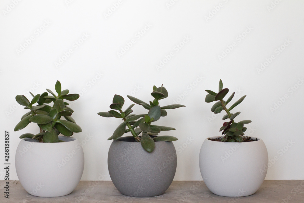 Fototapeta premium beautiful green flowers on white background