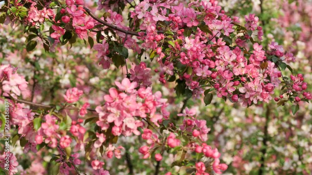 Blooming Pink Crab Apple Trees in the Spring Garden Blooming Pink Crab Apple Trees in the Spring Garden