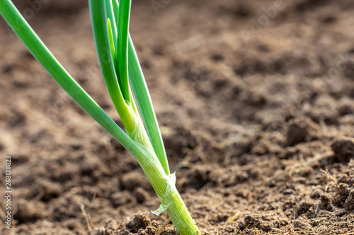 Green onions in the garden, close-up. Organically grown onions.