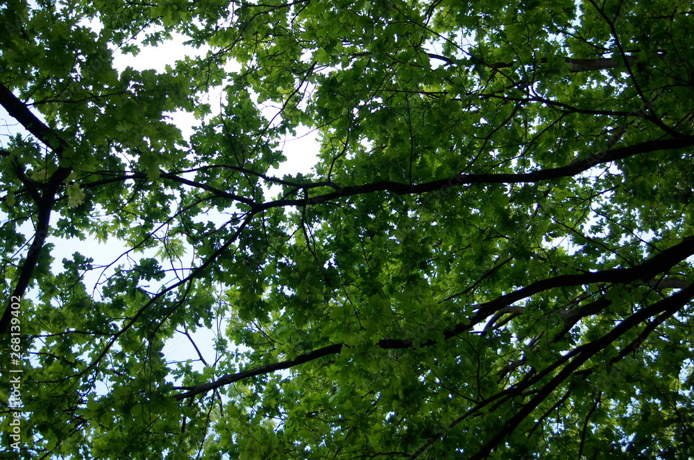 Fototapeta premium tree,oak,tree, nature, green, forest, leaves, sky, trees, summer, branches, spring, foliage, branch, leaf, oak, sun, wood, blue, woods, up, trunk, light, canopy