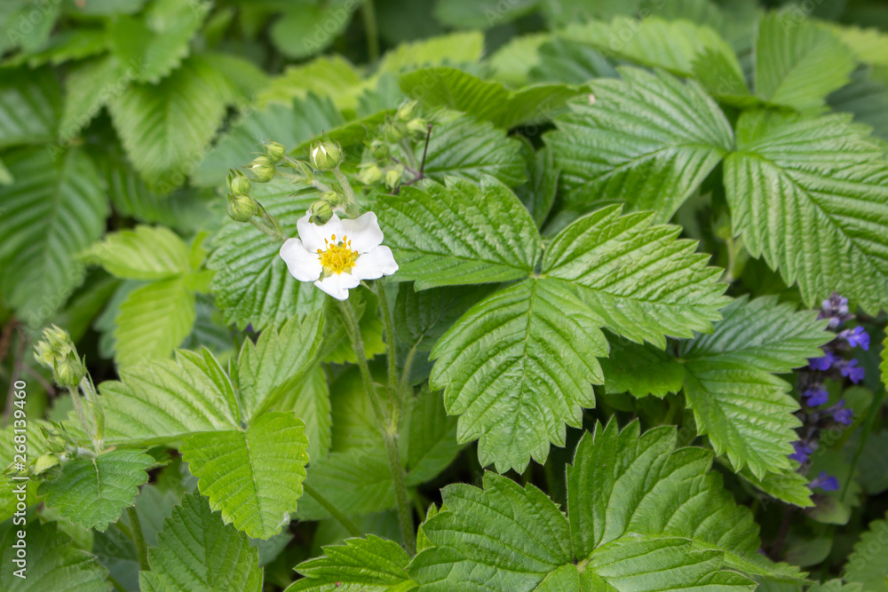 Flowering bush of wild strawberries with leaves. Wild strawberry blooms in spring. Strawberry leaves for brewing in tea Flowering bush of wild strawberries with leaves. Wild strawberry blooms in spring. Strawberry leaves for brewing in tea