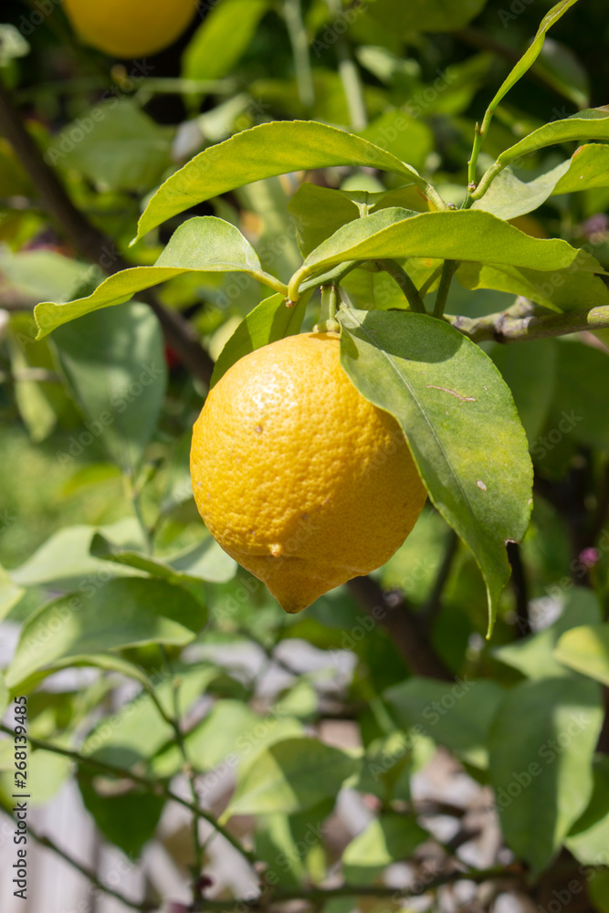 Ripe yellow lemon hanging on a branch. Sour lemon fruit hanging on a citrus tree branch among green leaves