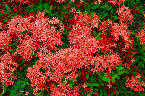 Red Ixora flower or Spike flower or Ixora coccinea flower. Red Ixora blooming with natural background.