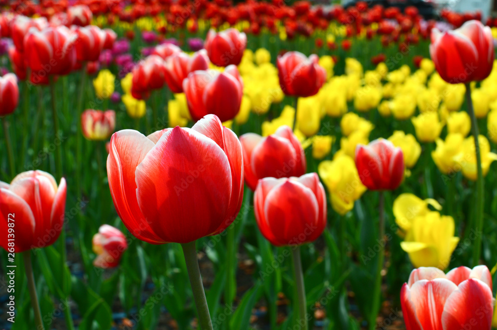 Spring blooming Lucky Strike tulips Spring blooming Lucky Strike tulips