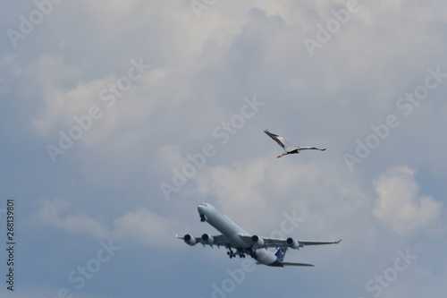 great blue heron and airplane